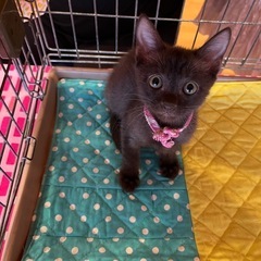 成猫になったらどんな毛色になるのかな