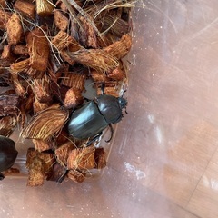 【8月5日まで】ノコギリクワガタ　カブトムシの画像