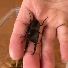 【8月5日まで】ノコギリクワガタ　カブトムシの画像