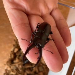 【8月5日まで】ノコギリクワガタ　カブトムシの画像