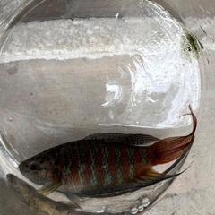 闘魚の画像