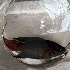 闘魚の画像