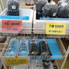 7/14〜7/17古代蓮の里にてメダカ販売中です🐟️🐟️🐟️