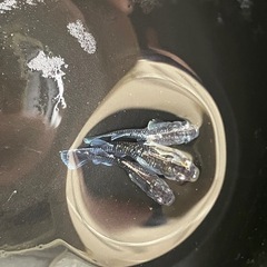 メダカ　ミッドナイトフリル　1P　現物　予約可能の画像