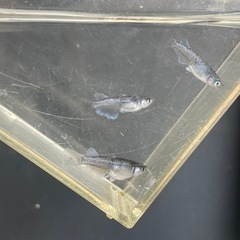 メダカ　ミッドナイトフリル　1P　現物　予約可能の画像