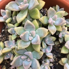 多肉植物・桜牡丹