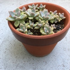 多肉植物・桜牡丹の画像