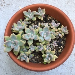 多肉植物・桜牡丹の画像