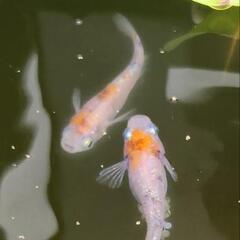 メダカ　三色ラメ　ワンペアの画像