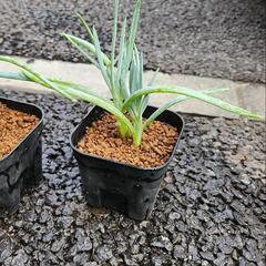キュリオブルース　多肉植物の画像