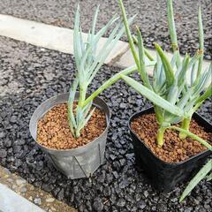 キュリオブルース　多肉植物の画像
