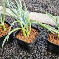 キュリオブルース　多肉植物の画像
