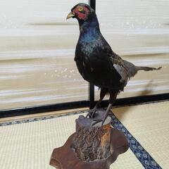 キジの剥製置物の画像