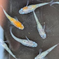 坂出３色メダカ　卵10粒の画像