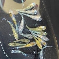 厳選　ミックスメダカ②　20匹　ラメ個体入り　ビオトープ　予約可能　の画像
