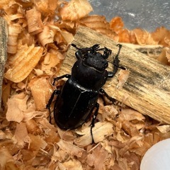 【お取引中】ミヤマクワガタ　トリオの画像