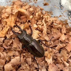 【お取引中】ミヤマクワガタ　トリオの画像