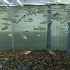国産グッピー MIX 稚魚～幼魚 ランダム20匹の画像