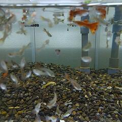 国産グッピー MIX 稚魚～幼魚 ランダム20匹の画像