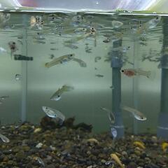 国産グッピー MIX 稚魚～幼魚 ランダム20匹の画像