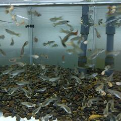 国産グッピー MIX 稚魚～幼魚 ランダム20匹の画像