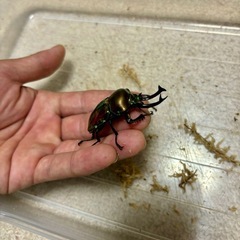ニジイロクワガタ成虫ペアの画像