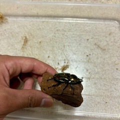 ニジイロクワガタ成虫ペアの画像