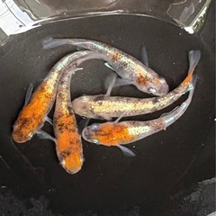 朱光菊メダカの卵　30個＋αの画像
