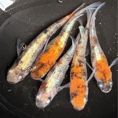 朱光菊メダカの卵　30個＋αの画像