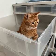 衣装ケース　3段の画像