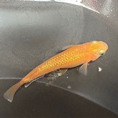 ローズジュエルメダカの卵　20個＋αの画像