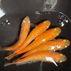 ローズジュエルメダカの卵　20個＋αの画像