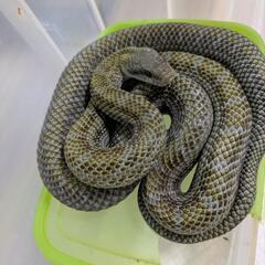 ヘビ探し