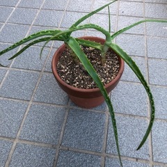 木立アロエの画像