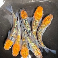 宮桜メダカの卵　30個＋αの画像