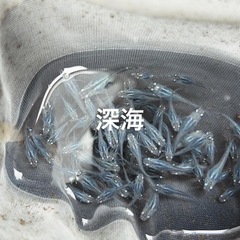 メダカ　深海の画像