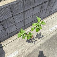 バオバブ　アダンソニアディギタータの画像