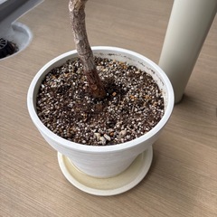 観葉植物　フィカスバーガンディの画像