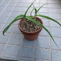 木立アロエの画像