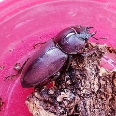 【取引中】【ミシマコクワガタ】♂1♀2トリプル(25年羽化新生虫)の画像