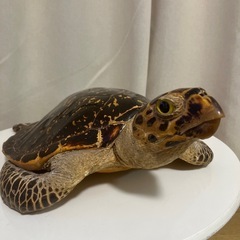 亀置物の画像