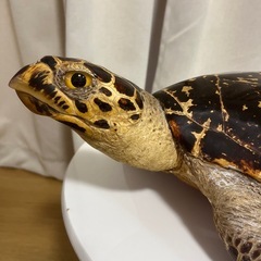 亀置物の画像