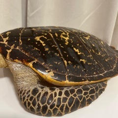 亀置物の画像