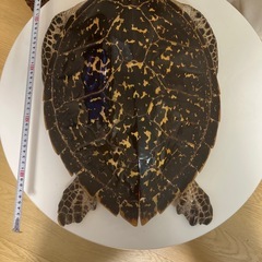 亀置物の画像