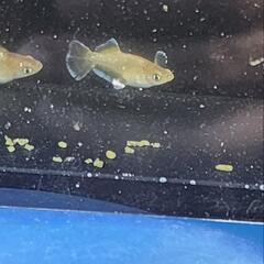 メダカ　めだか　フロマージュ　5匹の画像