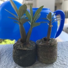 アデニウムアラビカム　実苗3本の画像