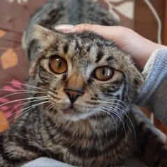 キジ柄♂6才