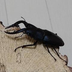 富山県産カブトムシ、クワガタの画像