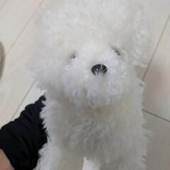 ぬいぐるみの画像