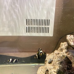 ワイルド　クマノミ3匹の画像